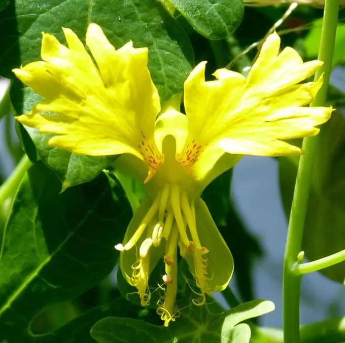 Tropaeolum peregrinum - Trepadeira Pássaro Peregrino, Canários Peregrinos, Canary Bird, Canary Creeper