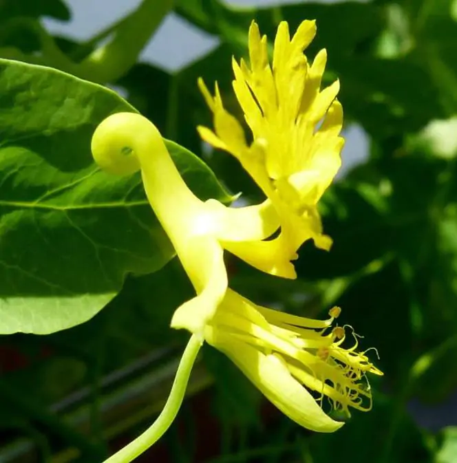Tropaeolum peregrinum - Trepadeira Pássaro Peregrino, Canários Peregrinos, Canary Bird, Canary Creeper - Imagem 2