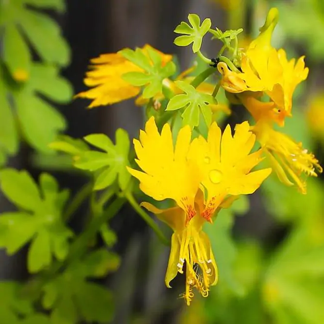 Tropaeolum peregrinum - Trepadeira Pássaro Peregrino, Canários Peregrinos, Canary Bird, Canary Creeper - Imagem 3