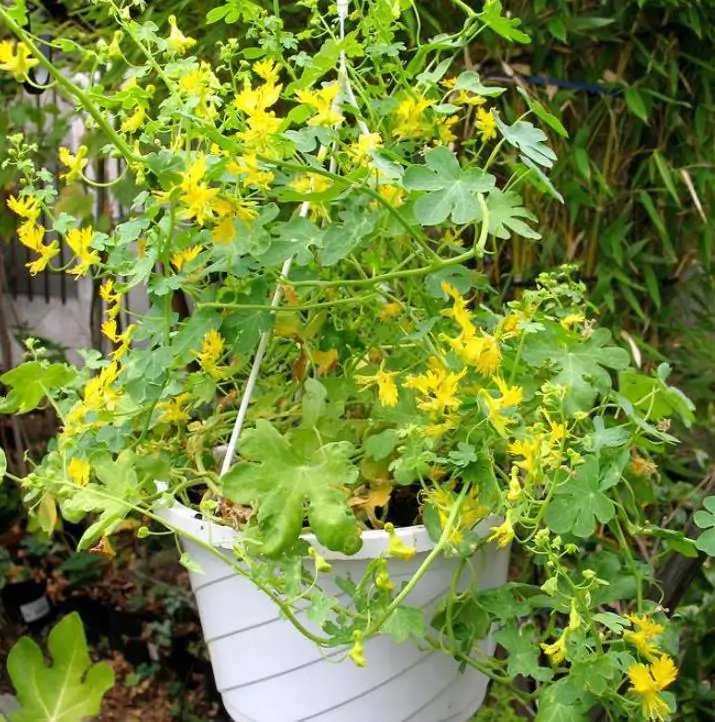 Tropaeolum peregrinum - Trepadeira Pássaro Peregrino, Canários Peregrinos, Canary Bird, Canary Creeper - Imagem 4