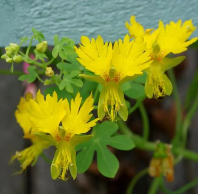 Tropaeolum peregrinum - Trepadeira Pássaro Peregrino, Canários Peregrinos, Canary Bird, Canary Creeper - Imagem 5