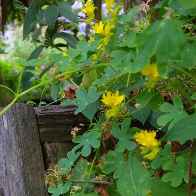 Tropaeolum peregrinum - Trepadeira Pássaro Peregrino, Canários Peregrinos, Canary Bird, Canary Creeper - Imagem 6
