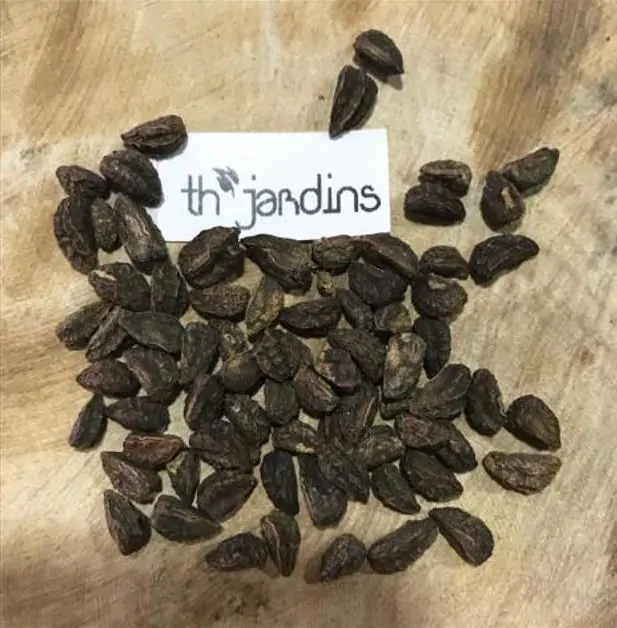 Tropaeolum peregrinum - Trepadeira Pássaro Peregrino, Canários Peregrinos, Canary Bird, Canary Creeper - Imagem 7