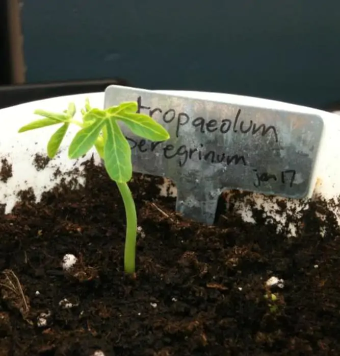 Tropaeolum peregrinum - Trepadeira Pássaro Peregrino, Canários Peregrinos, Canary Bird, Canary Creeper - Imagem 8