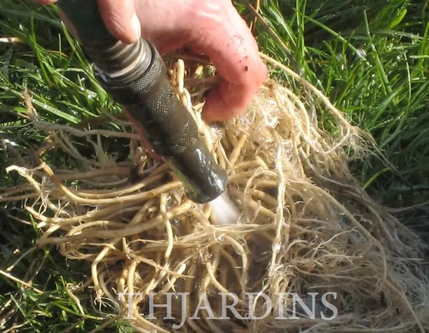 Valeriana Officinalis Anthos - Erva De São Jorge, Valeriana