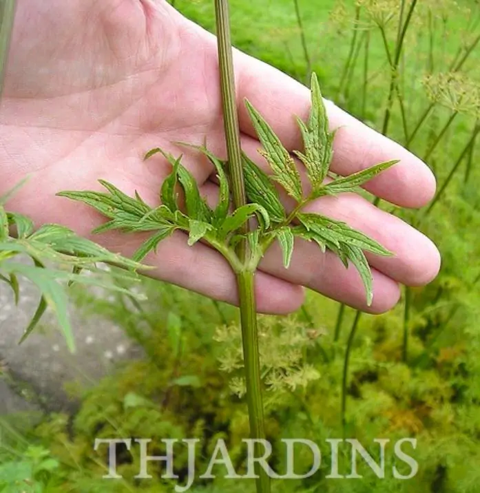 Valeriana Officinalis Anthos - Erva De São Jorge, Valeriana - Imagem 2