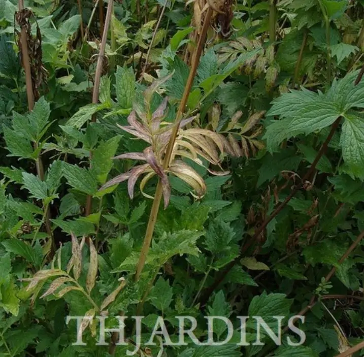 Valeriana Officinalis Anthos - Erva De São Jorge, Valeriana - Imagem 3