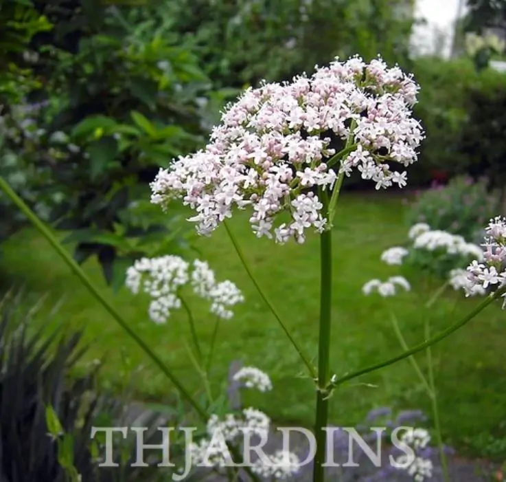 Valeriana Officinalis Anthos - Erva De São Jorge, Valeriana - Imagem 4