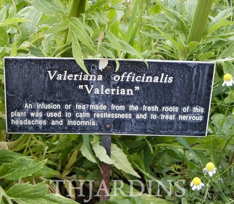 Valeriana Officinalis Anthos - Erva De São Jorge, Valeriana - Imagem 5