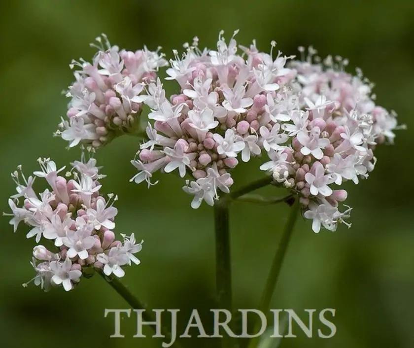 Valeriana Officinalis Anthos - Erva De São Jorge, Valeriana - Imagem 7