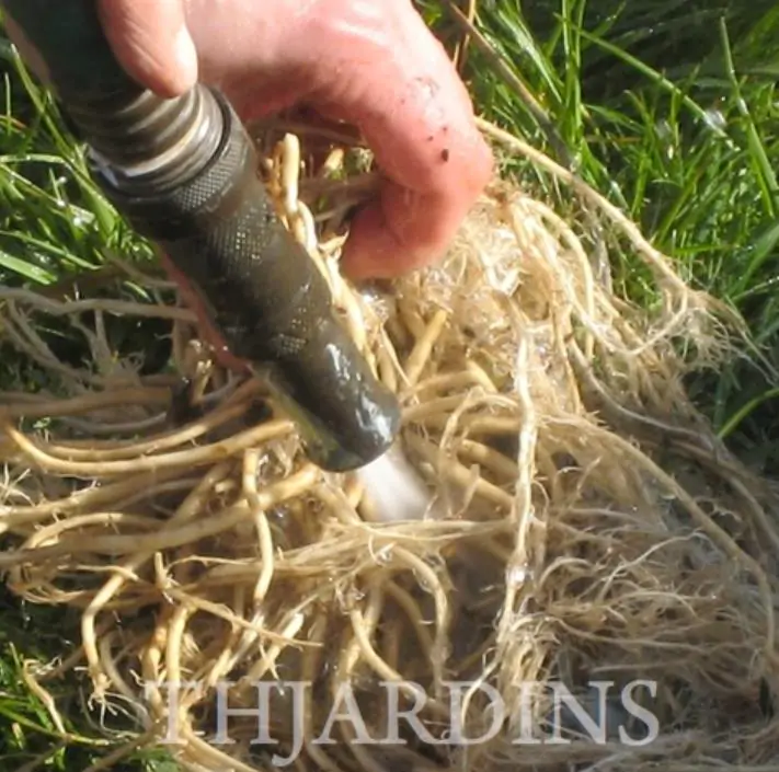 Valeriana Officinalis Anthos - Erva De São Jorge, Valeriana - Imagem 8