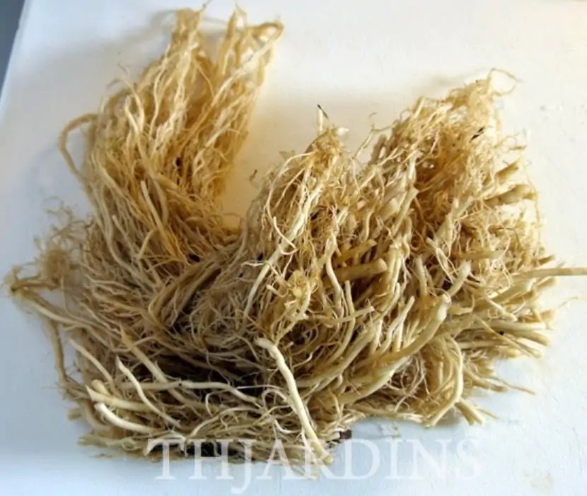 Valeriana Officinalis Anthos - Erva De São Jorge, Valeriana - Imagem 9