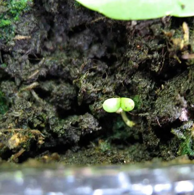 Valerianella Locusta - Coquille De Louviers - Alface De Cordeiro, Alface-da-terra, Alface-de-coelho, Canónigo - Imagem 2