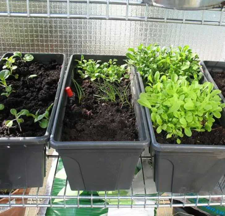 Valerianella Locusta - Coquille De Louviers - Alface De Cordeiro, Alface-da-terra, Alface-de-coelho, Canónigo - Imagem 3