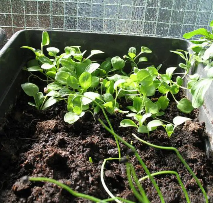 Valerianella Locusta - Coquille De Louviers - Alface De Cordeiro, Alface-da-terra, Alface-de-coelho, Canónigo - Imagem 4