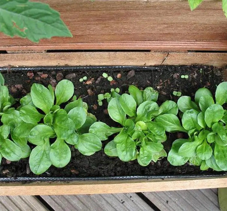 Valerianella Locusta - Coquille De Louviers - Alface De Cordeiro, Alface-da-terra, Alface-de-coelho, Canónigo - Imagem 5