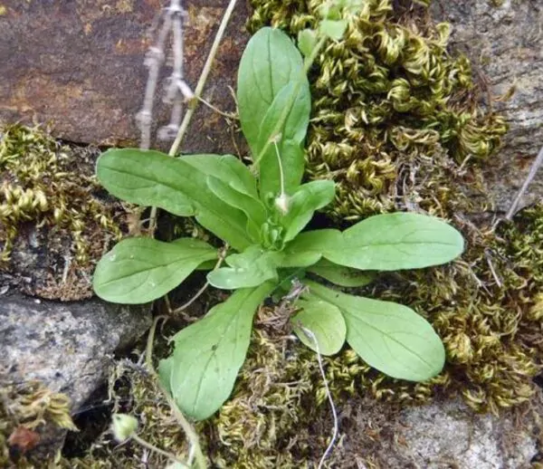 Valerianella Locusta - Coquille De Louviers - Alface De Cordeiro, Alface-da-terra, Alface-de-coelho, Canónigo - Image 6
