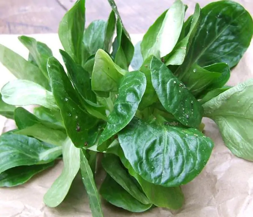 Valerianella Locusta - Coquille De Louviers - Alface De Cordeiro, Alface-da-terra, Alface-de-coelho, Canónigo - Imagem 7