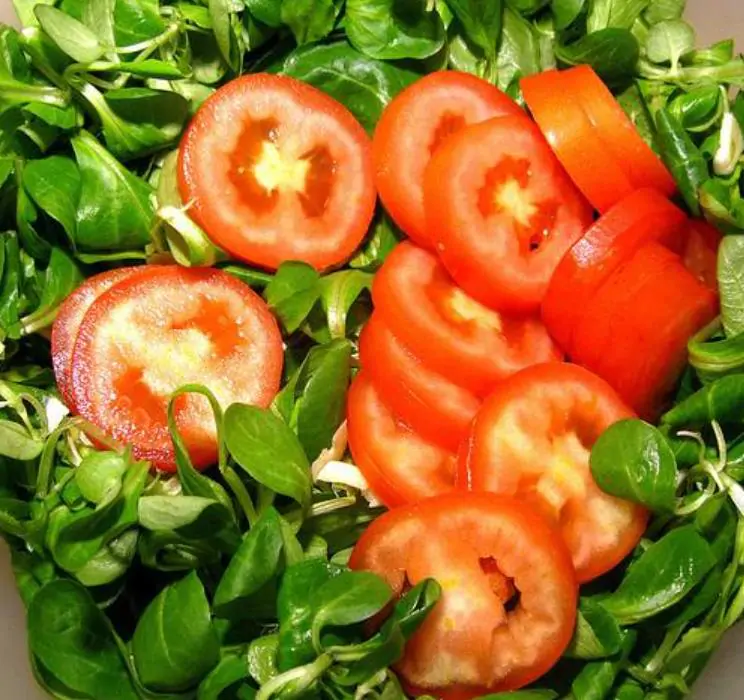 Valerianella Locusta - Coquille De Louviers - Alface De Cordeiro, Alface-da-terra, Alface-de-coelho, Canónigo - Imagem 8