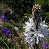 Asphodelus albus - Asfódelo Branco, Asfódelo de Líquen de Bordas Brancas