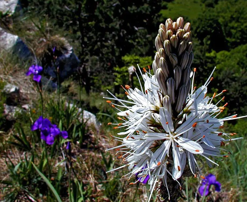 Asphodelus albus - Asfódelo Branco, Asfódelo de Líquen de Bordas Brancas
