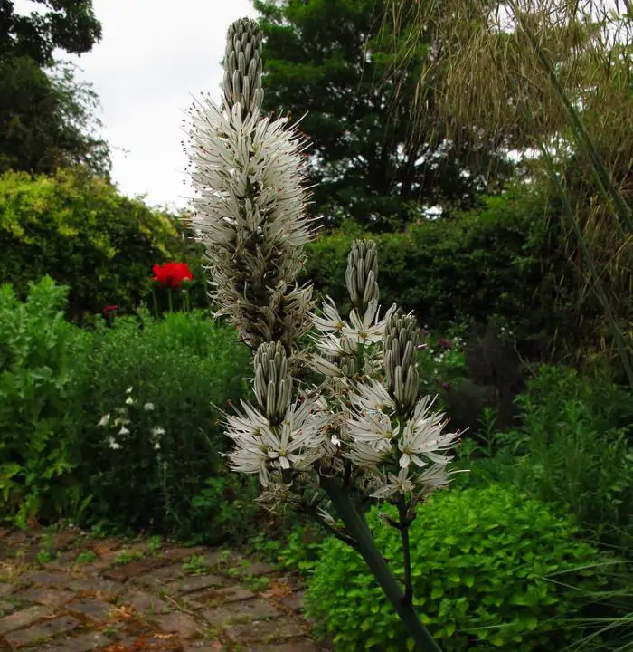 Asphodelus albus - Asfódelo Branco, Asfódelo de Líquen de Bordas Brancas - Imagem 2