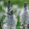 Asphodelus albus - Asfódelo Branco, Asfódelo de Líquen de Bordas Brancas - Image 3