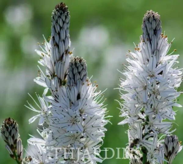 Asphodelus albus - Asfódelo Branco, Asfódelo de Líquen de Bordas Brancas - Image 3