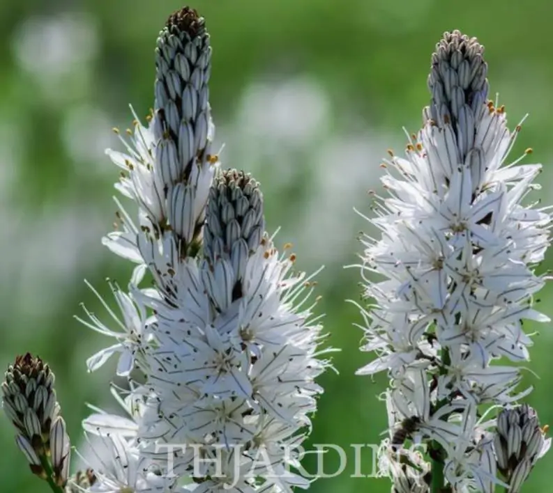 Asphodelus albus - Asfódelo Branco, Asfódelo de Líquen de Bordas Brancas - Imagem 3