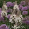 Asphodelus albus - Asfódelo Branco, Asfódelo de Líquen de Bordas Brancas - Image 4