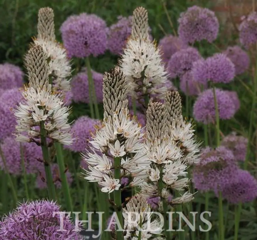 Asphodelus albus - Asfódelo Branco, Asfódelo de Líquen de Bordas Brancas - Imagem 4