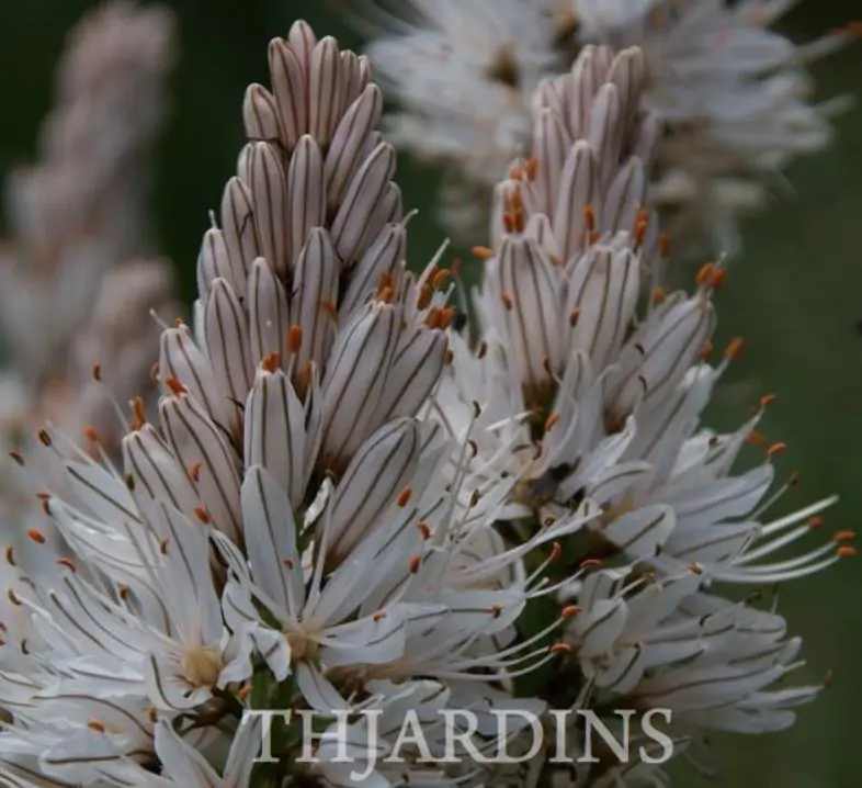 Asphodelus albus - Asfódelo Branco, Asfódelo de Líquen de Bordas Brancas - Imagem 5
