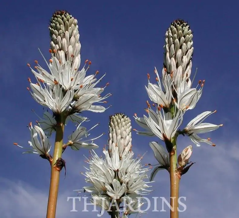 Asphodelus albus - Asfódelo Branco, Asfódelo de Líquen de Bordas Brancas - Imagem 6
