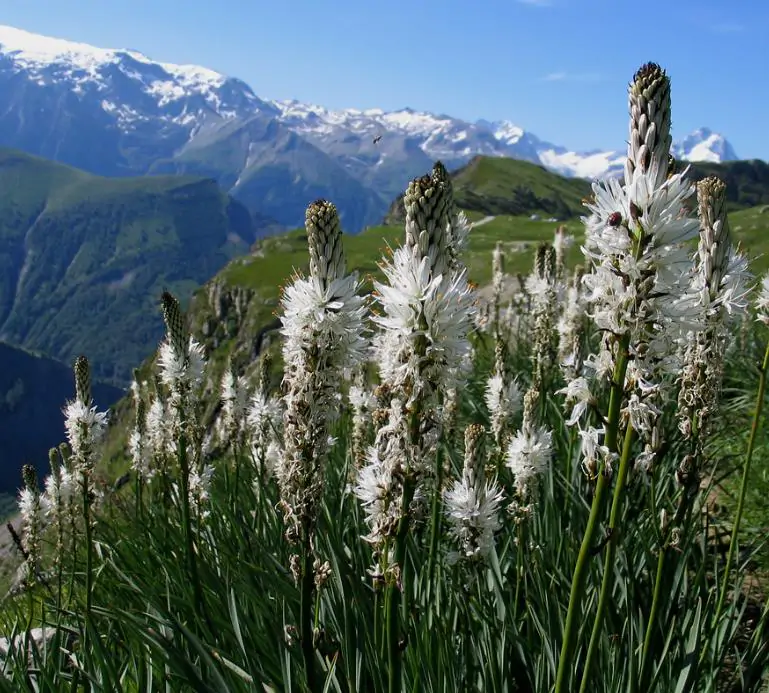 Asphodelus albus - Asfódelo Branco, Asfódelo de Líquen de Bordas Brancas - Imagem 8