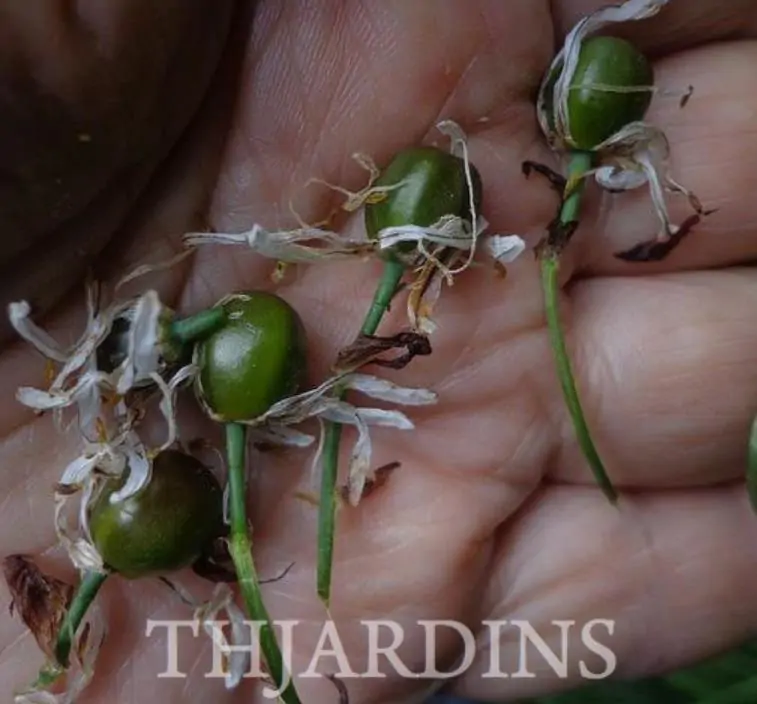 Asphodelus albus - Asfódelo Branco, Asfódelo de Líquen de Bordas Brancas - Imagem 9