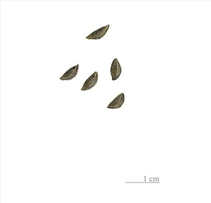 Asphodelus albus - Asfódelo Branco, Asfódelo de Líquen de Bordas Brancas - Imagem 10