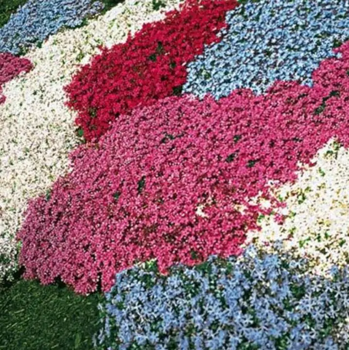 Aubrieta giant Superbissima mix - Agrião de Rocha Soberba, Aubrieta de Rocha Soberba Gigante - Imagem 2