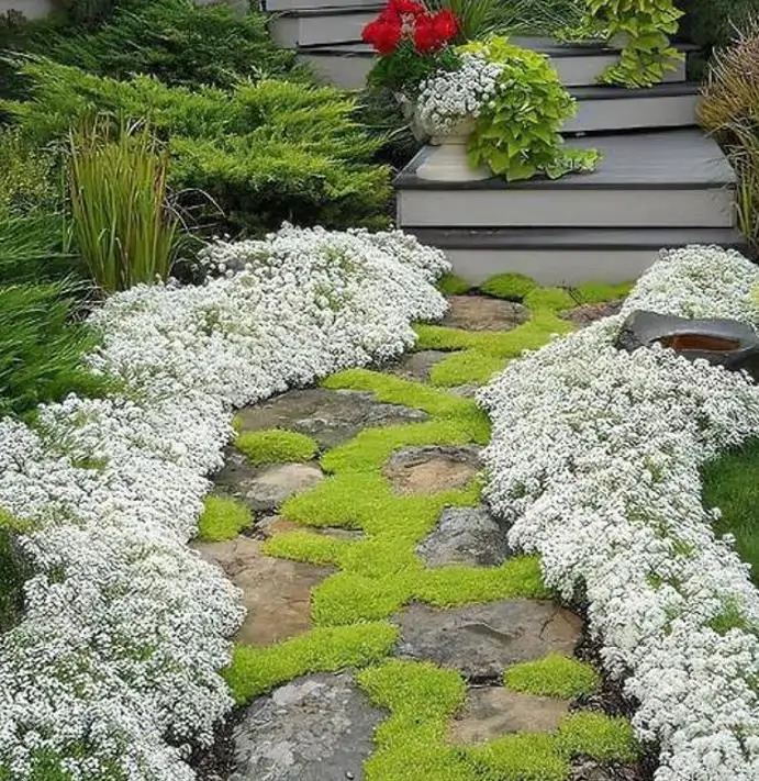 Aubrieta giant Superbissima mix - Agrião de Rocha Soberba, Aubrieta de Rocha Soberba Gigante - Imagem 4