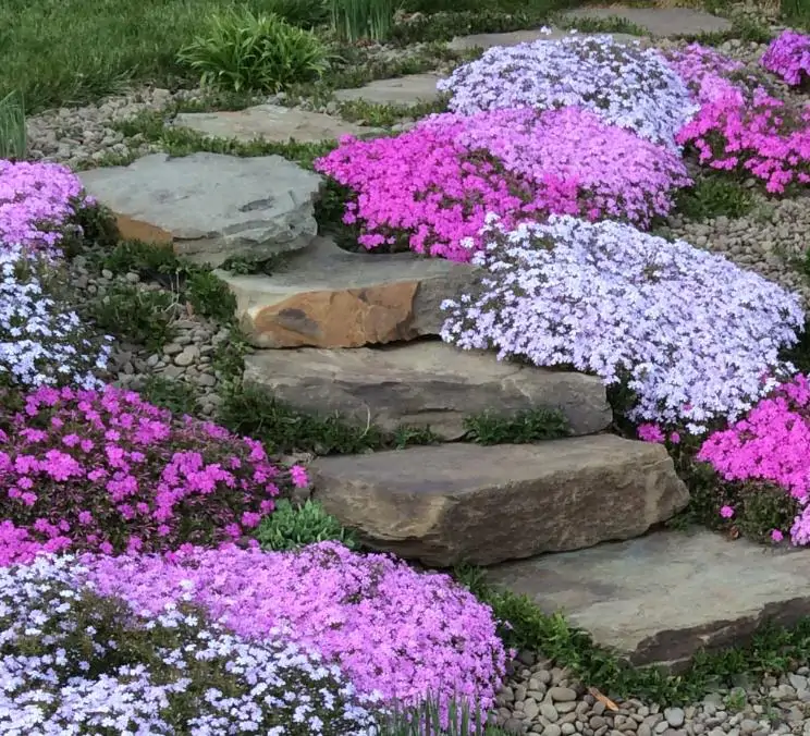 Aubrieta giant Superbissima mix - Agrião de Rocha Soberba, Aubrieta de Rocha Soberba Gigante - Imagem 5
