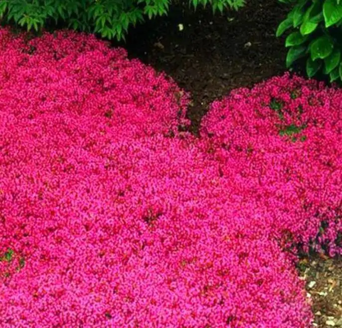 Aubrieta giant Superbissima mix - Agrião de Rocha Soberba, Aubrieta de Rocha Soberba Gigante - Imagem 6