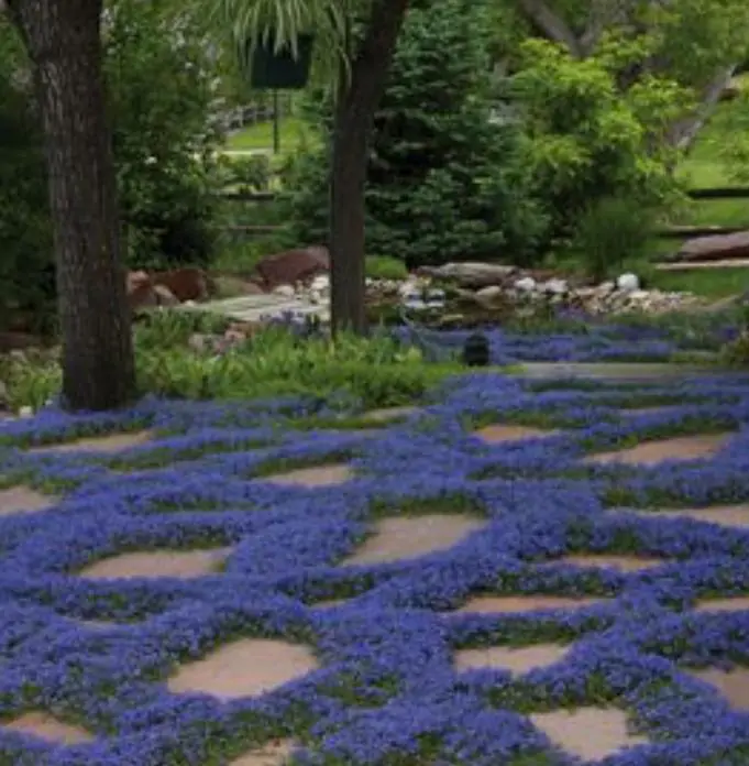 Aubrieta giant Superbissima mix - Agrião de Rocha Soberba, Aubrieta de Rocha Soberba Gigante - Imagem 7