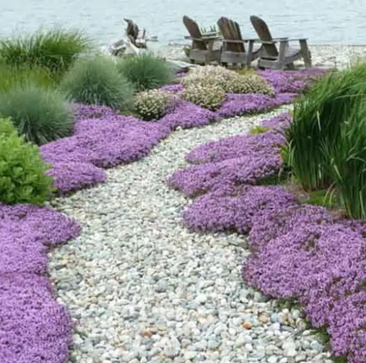 Aubrieta giant Superbissima mix - Agrião de Rocha Soberba, Aubrieta de Rocha Soberba Gigante - Imagem 8