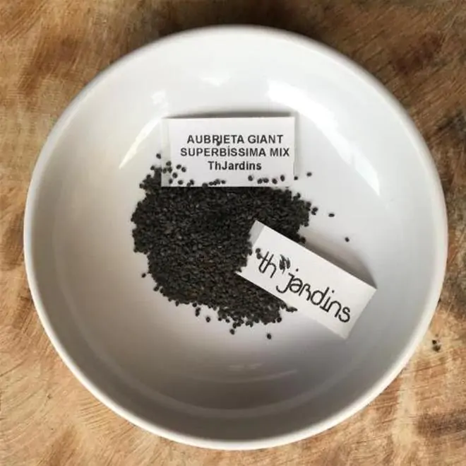 Aubrieta giant Superbissima mix - Agrião de Rocha Soberba, Aubrieta de Rocha Soberba Gigante - Imagem 9