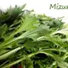 Brassica rapa ssp Japonica Mizuna Greens (C.O) - Mizuna Kyona, Couve Mostarda Japonesa, Mizuna Verde, Vitamina Verde Kyona