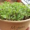 Brassica rapa ssp Japonica Mizuna Greens (C.O) - Mizuna Kyona, Couve Mostarda Japonesa, Mizuna Verde, Vitamina Verde Kyona - Image 2