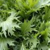 Brassica rapa ssp Japonica Mizuna Greens (C.O) - Mizuna Kyona, Couve Mostarda Japonesa, Mizuna Verde, Vitamina Verde Kyona - Image 4