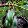 Carica lanceolata - Mamão Papaya Pingo de Mel, Papaya da Bolívia, Mamão Papaia Folha de Lança