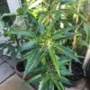 Carica lanceolata - Mamão Papaya Pingo de Mel, Papaya da Bolívia, Mamão Papaia Folha de Lança - Image 2