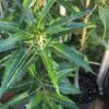 Carica lanceolata - Mamão Papaya Pingo de Mel, Papaya da Bolívia, Mamão Papaia Folha de Lança - Image 3