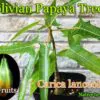 Carica lanceolata - Mamão Papaya Pingo de Mel, Papaya da Bolívia, Mamão Papaia Folha de Lança - Image 4